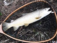 Ниже дамбы: радужка и фарио, 37 контактов за день