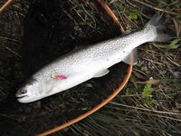 Ниже дамбы: радужка и фарио, 37 контактов за день