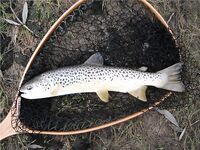 Ниже дамбы: радужка и фарио, 37 контактов за день