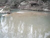 Ниже дамбы: радужка и фарио, 37 контактов за день