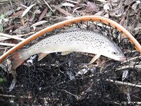 Ниже дамбы: радужка и фарио, 37 контактов за день