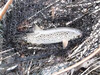 Ниже дамбы: радужка и фарио, 37 контактов за день