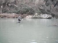 Ниже дамбы: радужка и фарио, 37 контактов за день