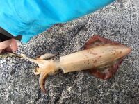 Стабильный кальмар — 17:30–19:00 и «гигант» под 2 кг