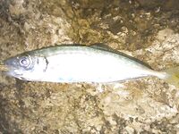 Перед сменой — короткая рыбалка и ожидание подхода