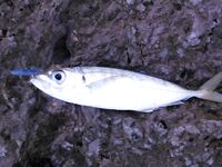 Шторм испортил «окно», ставрида и непонятный зверь