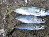 Шторм испортил «окно», ставрида и непонятный зверь