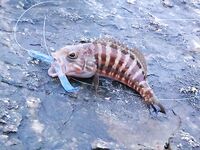 Шторм испортил «окно», ставрида и непонятный зверь