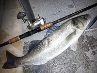 Ночная Каталуния: морская рыбалка и лаврак на Yokozuna Dardo