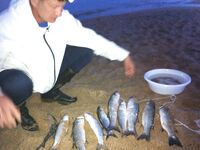 Кефаль с берега на тесто в Каталунии