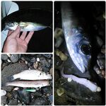 Андалусия и отпуск: морская рыбалка с берега, короткая заметка