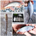 Андалусия и отпуск: морская рыбалка с берега, короткая заметка