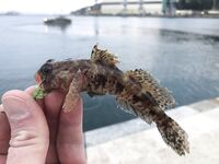 Картахена: лицензия онлайн за 11,15 € и микроджиг по скорпенке