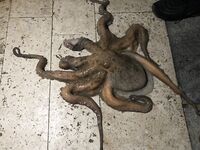 Картахена: лицензия онлайн за 11,15 € и микроджиг по скорпенке