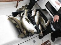 Норвегия без иллюзий: море даёт трофеи, платишь дизелем и силами