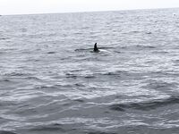 Норвегия без иллюзий: море даёт трофеи, платишь дизелем и силами