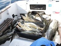 Норвегия без иллюзий: море даёт трофеи, платишь дизелем и силами