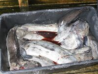 Норвегия без иллюзий: море даёт трофеи, платишь дизелем и силами