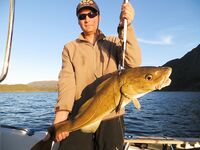 Seiland Brygge: палтусы 13/4/3 кг и маршрут через Рованиеми