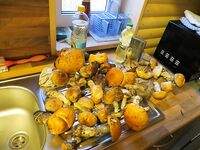 Seiland Brygge: палтусы 13/4/3 кг и маршрут через Рованиеми