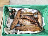 Seiland Brygge: палтусы 13/4/3 кг и маршрут через Рованиеми