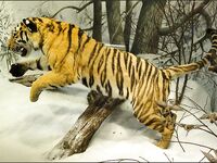 Лофотены: 13 мостов и 13 тоннелей, каютный ARVOR и морская рыбалка по крупной