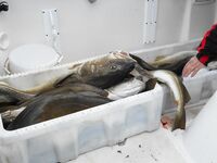 Отчёт позже, вернусь с дачи — короткая пометка