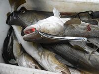 Отчёт позже, вернусь с дачи — короткая пометка