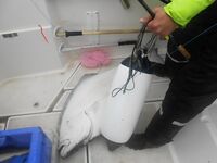 Отчёт позже, вернусь с дачи — короткая пометка