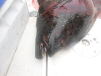 Отчёт позже, вернусь с дачи — короткая пометка