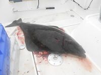 Отчёт позже, вернусь с дачи — короткая пометка