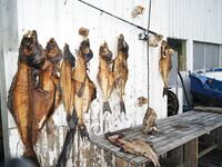 Сейланд, три дня на воде и палтус 15 кг — бюджетная морская рыбалка