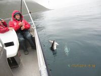 Норвегия вне воды: таможенная собака, батарея у моря и морская рыбалка рядом