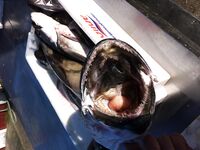 Пасть мерлузы - заметка из Норвегии