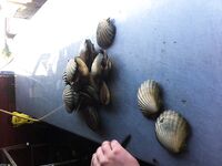 Морские гребешки в Норвегии короткий кадр