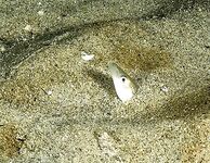 Песчанки у Люнген-фьорда, птицы подсказывают косяк