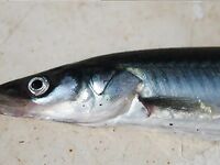 Песчанки у Люнген-фьорда, птицы подсказывают косяк