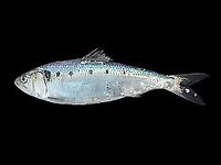 Сельдевые Норвегии: шпрот сардина и ещё три вида