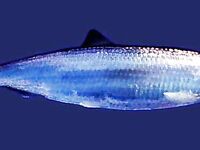 Сельдевые Норвегии: шпрот сардина и ещё три вида