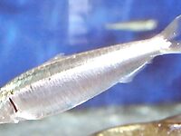 Сельдевые Норвегии: шпрот сардина и ещё три вида