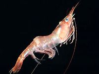 Красная глубоководная креветка Pandalus borealis