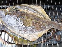 Камбала с берега в Норвегии: морская рыбалка на простой донке