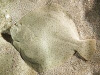 Камбалы Норвегии краткий список видов и названий