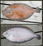 Камбалы Норвегии краткий список видов и названий