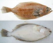 Камбалы Норвегии краткий список видов и названий