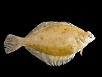 Камбалы Норвегии краткий список видов и названий