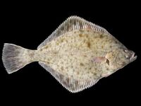 Камбалы Норвегии краткий список видов и названий