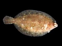 Камбалы Норвегии краткий список видов и названий