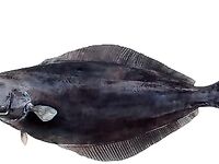 Камбалы Норвегии краткий список видов и названий