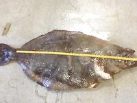 Чёрный палтус в Норвегии: Сенья и Тромсё, глубины 600–1200 м